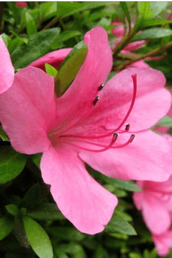 Chinzan Dwarf Azalea - 3 Gallon Pot -Bush Sale Shop Azalea Chinzan 500x750 2