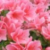 Coral Bells Azalea - 1 Gallon Pot -Bush Sale Shop Azalea Coral Bells 1 500x750 1