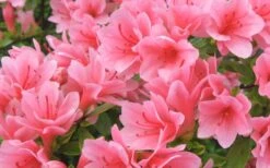 Coral Bells Azalea - 1 Gallon Pot 9 Coral Bells Azalea - 1 Gallon Pot -Bush Sale Shop Azalea Coral Bells