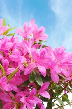 Pink Ribbons Deja Bloom Azalea - 1 Gallon Pot 9 Pink Ribbons Deja Bloom Azalea - 1 Gallon Pot -Bush Sale Shop Azalea Deja Bloom Pink Ribbons 4