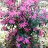 Pink Ribbons Deja Bloom Azalea - 1 Gallon Pot 2 Pink Ribbons Deja Bloom Azalea - 1 Gallon Pot -Bush Sale Shop Azalea Deja Bloom Pink Ribbons 7