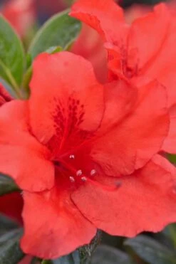 Red Tiara Deja Bloom Azalea - 1 Gallon Pot 9 Red Tiara Deja Bloom Azalea - 1 Gallon Pot -Bush Sale Shop Azalea Deja Bloom Red Tiara 4