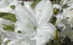 Delaware Valley White Azalea - 6 Pack Of 1 Gallon Pots -Bush Sale Shop Azalea Delaware Valley White 2 1