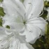 Delaware Valley White Azalea - 1 Gallon Pot 2 Delaware Valley White Azalea - 1 Gallon Pot -Bush Sale Shop Azalea Delaware Valley White 500x750 1