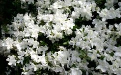 Delaware Valley White Azalea - 6 Pack Of 1 Gallon Pots -Bush Sale Shop Azalea Deleware Valley White Bloom 1