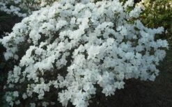 Delaware Valley White Azalea - 1 Gallon Pot -Bush Sale Shop Azalea Deleware Valley White Landscape