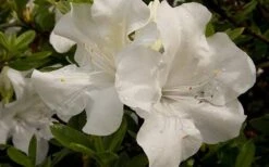 Autumn Angel Encore Azalea - 1 Gallon Pot 9 Autumn Angel Encore Azalea - 1 Gallon Pot -Bush Sale Shop Azalea Encore Autumn Angel 2 1