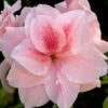 Autumn Belle Encore Azalea - 6 Pack Of 1 Gallon Pots -Bush Sale Shop Azalea Encore Autumn Belle 20 1