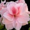 Autumn Belle Encore Azalea - 1 Gallon Pot 2 Autumn Belle Encore Azalea - 1 Gallon Pot -Bush Sale Shop Azalea Encore Autumn Belle 20 2