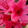 Autumn Cheer Encore Azalea - 1 Gallon Pot -Bush Sale Shop Azalea Encore Autumn Cheer