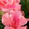 Autumn Coral Encore Azalea - 1 Gallon Pot 1 Autumn Coral Encore Azalea - 1 Gallon Pot -Bush Sale Shop Azalea Encore Autumn Coral