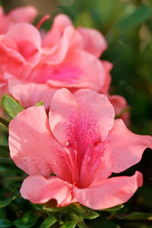Autumn Coral Encore Azalea - 1 Gallon Pot 3 Autumn Coral Encore Azalea - 1 Gallon Pot