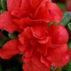 Autumn Embers Encore Azalea - 3 Gallon Pot 1 Autumn Embers Encore Azalea - 3 Gallon Pot -Bush Sale Shop Azalea Encore Autumn Embers 102 1