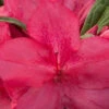 Autumn Jewel Encore Azalea - 2 Gallon Pot 2 Autumn Jewel Encore Azalea - 2 Gallon Pot -Bush Sale Shop Azalea Encore Autumn Jewel 1