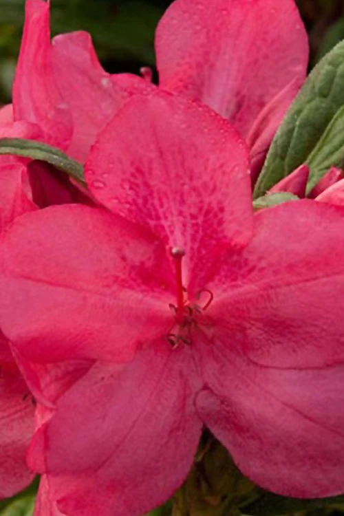 Autumn Jewel Encore Azalea - 2 Gallon Pot 3 Autumn Jewel Encore Azalea - 2 Gallon Pot