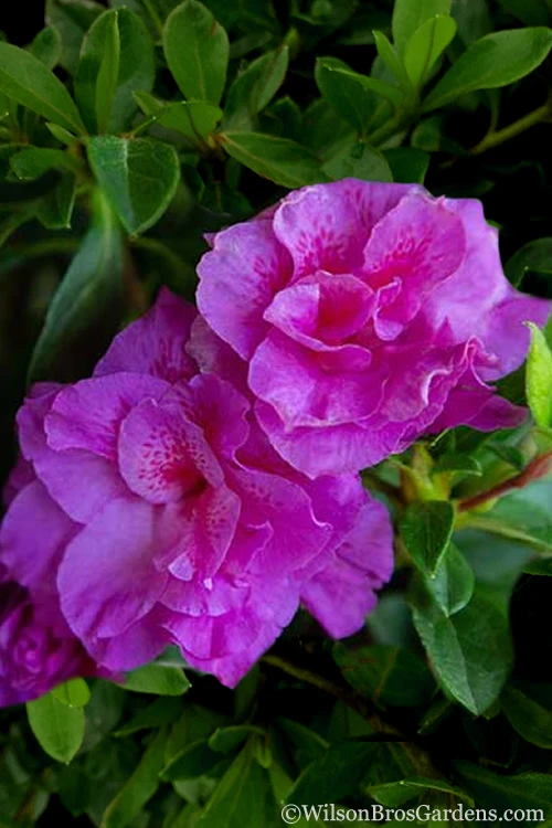 Autumn Majesty Encore Azalea - 2 Gallon Pot 8 Autumn Majesty Encore Azalea - 2 Gallon Pot - Image 6