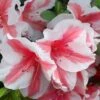 Autumn Starburst Encore Azalea - 6 Pack Of 1 Gallon Pots 1 Autumn Starburst Encore Azalea - 6 Pack Of 1 Gallon Pots -Bush Sale Shop Azalea Encore Autumn Starburst 1