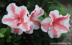 Autumn Starburst Encore Azalea - 3 Gallon Pot 9 Autumn Starburst Encore Azalea - 3 Gallon Pot -Bush Sale Shop Azalea Encore Autumn Starburst 2 2