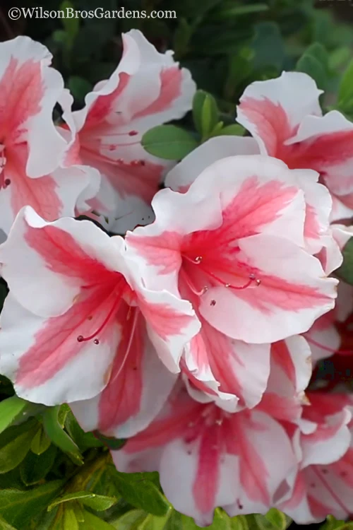 Autumn Starburst Encore Azalea - 3 Gallon Pot 3 Autumn Starburst Encore Azalea - 3 Gallon Pot