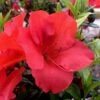 Fireside Red Bloom 'N Again Azalea - 2 Gallon Pot -Bush Sale Shop Azalea Fireside Red 20 rev