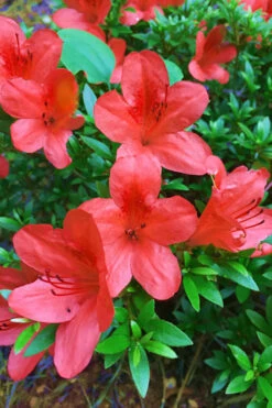 Flame Creeper Dwarf Spreading Azalea - 6 Pack Of 1 Gallon Pots 9 Flame Creeper Dwarf Spreading Azalea - 6 Pack Of 1 Gallon Pots -Bush Sale Shop Azalea Flame Creeper 11 1
