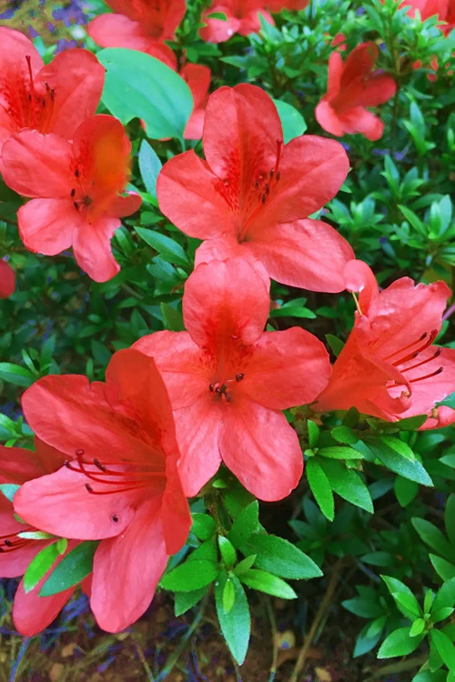 Flame Creeper Dwarf Spreading Azalea - 6 Pack Of 1 Gallon Pots 6 Flame Creeper Dwarf Spreading Azalea - 6 Pack Of 1 Gallon Pots - Image 4