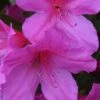 Formosa Southern Indica Azalea - 3 Gallon Pot 2 Formosa Southern Indica Azalea - 3 Gallon Pot -Bush Sale Shop Azalea Formosa 500x750 3
