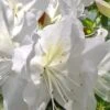 Mrs. G.G. Gerbing White Southern Indica Azalea - 7 Gallon Pot 1 Mrs. G.G. Gerbing White Southern Indica Azalea - 7 Gallon Pot -Bush Sale Shop Azalea G G Gerbing 500x750 2