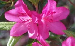 Judge Solomon Southern Indica Azalea - 1 Gallon Pot -Bush Sale Shop Azalea Judge Solomon 50 1