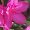 Judge Solomon Southern Indica Azalea - 1 Gallon Pot 1 Judge Solomon Southern Indica Azalea - 1 Gallon Pot -Bush Sale Shop Azalea Judge Solomon 500x750 2
