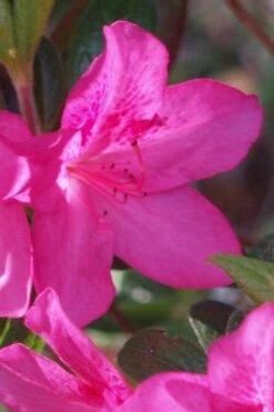 Judge Solomon Southern Indica Azalea - 1 Gallon Pot