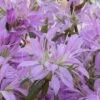 Koromo Shikibu Purple Spider Azalea - 1 Gallon Pot 2 Koromo Shikibu Purple Spider Azalea - 1 Gallon Pot -Bush Sale Shop Azalea Koromo Shikibu 1 1