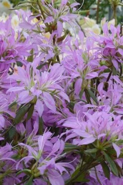 Koromo Shikibu Purple Spider Azalea - 6 Pack Of 1 Gallon Pots 9 Koromo Shikibu Purple Spider Azalea - 6 Pack Of 1 Gallon Pots -Bush Sale Shop Azalea Koromo Shikibu 2 2