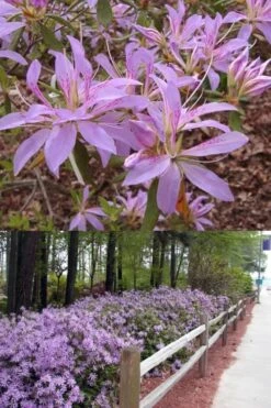 Koromo Shikibu Purple Spider Azalea - 6 Pack Of 1 Gallon Pots 8 Koromo Shikibu Purple Spider Azalea - 6 Pack Of 1 Gallon Pots -Bush Sale Shop Azalea Koromo Shikibu 9 2