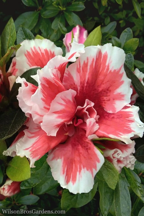 Mardi Gras Southern Indica Azalea - 3 Gallon Pot 3 Mardi Gras Southern Indica Azalea - 3 Gallon Pot