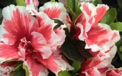 Mardi Gras Southern Indica Azalea - 6 Pack Of 1 Gallon Pots -Bush Sale Shop Azalea Mardi Gras 2