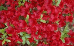 Midnight Flare Azalea - 2 Gallon Pot -Bush Sale Shop Azalea Midnight Flare 1