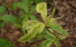 Dons Variegated Native Azalea - Rhododendron - 3 Gallon Pot 10 Dons Variegated Native Azalea - Rhododendron - 3 Gallon Pot -Bush Sale Shop Azalea Native Dons Variegated 3 1