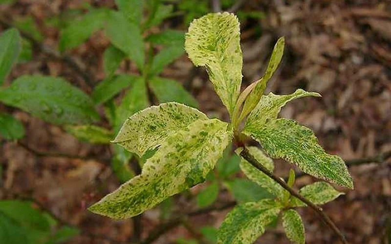 Dons Variegated Native Azalea - Rhododendron - 3 Gallon Pot 6 Dons Variegated Native Azalea - Rhododendron - 3 Gallon Pot - Image 4