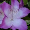 Nuccio's Voodoo Azalea - 1 Gallon Pot 2 Nuccio's Voodoo Azalea - 1 Gallon Pot -Bush Sale Shop Azalea Nuccios Voodoo 2