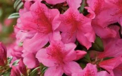 Pride Of Mobile Azalea - 1 Gallon Pot -Bush Sale Shop Azalea Pride of Mobile 15
