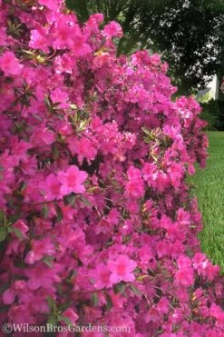 Pride Of Mobile Azalea - 1 Gallon Pot -Bush Sale Shop Azalea Pride of Mobile 21