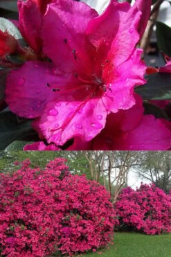 Red Formosa Azalea - 3 Gallon Pot 10 Red Formosa Azalea - 3 Gallon Pot -Bush Sale Shop Azalea Red Formosa 1 500x750 2