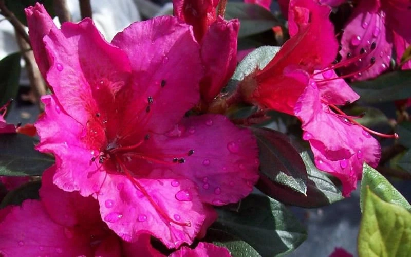 Red Formosa Azalea - 3 Gallon Pot 7 Red Formosa Azalea - 3 Gallon Pot - Image 5