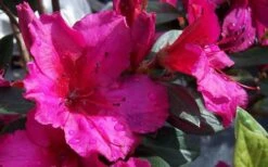 Red Formosa Azalea - 6 Pack Of 1 Gallon Pots -Bush Sale Shop Azalea Red Formosa 2