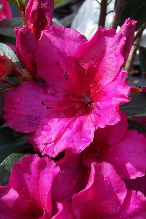 Red Formosa Azalea - 3 Gallon Pot 3 Red Formosa Azalea - 3 Gallon Pot