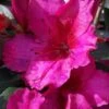 Red Formosa Azalea - 1 Gallon Pot 2 Red Formosa Azalea - 1 Gallon Pot -Bush Sale Shop Azalea Red Formosa 5
