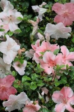 Sir Robert Dwarf Azalea - 6 Pack Of 1 Gallon Pots 12 Sir Robert Dwarf Azalea - 6 Pack Of 1 Gallon Pots -Bush Sale Shop Azalea Sir Robert 12 1