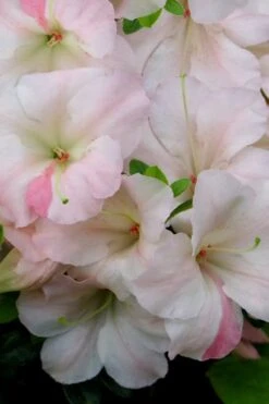 Sir Robert Dwarf Azalea - 1 Gallon Pot 11 Sir Robert Dwarf Azalea - 1 Gallon Pot -Bush Sale Shop Azalea Sir Robert 20 2