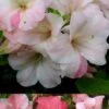 Sir Robert Dwarf Azalea - 3 Gallon Pot 1 Sir Robert Dwarf Azalea - 3 Gallon Pot -Bush Sale Shop Azalea Sir Robert 3 500x750 1